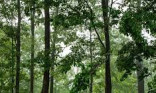 forests