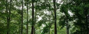 India to host UN Forum on Forests to deliberate on forest fires and certification